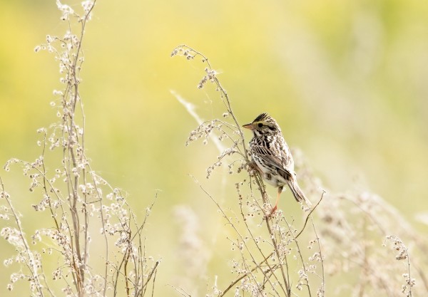 song sparrow by Andrew Wasik